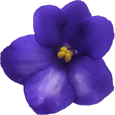 Violet Flower Illustration